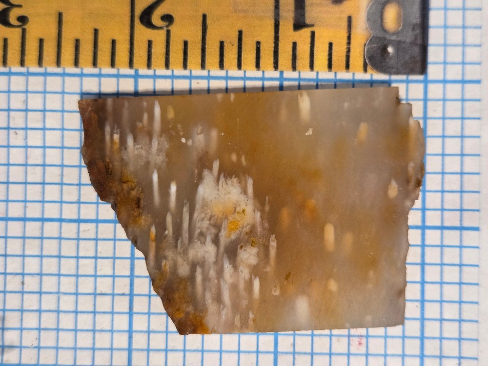 Agatized Palm Slab