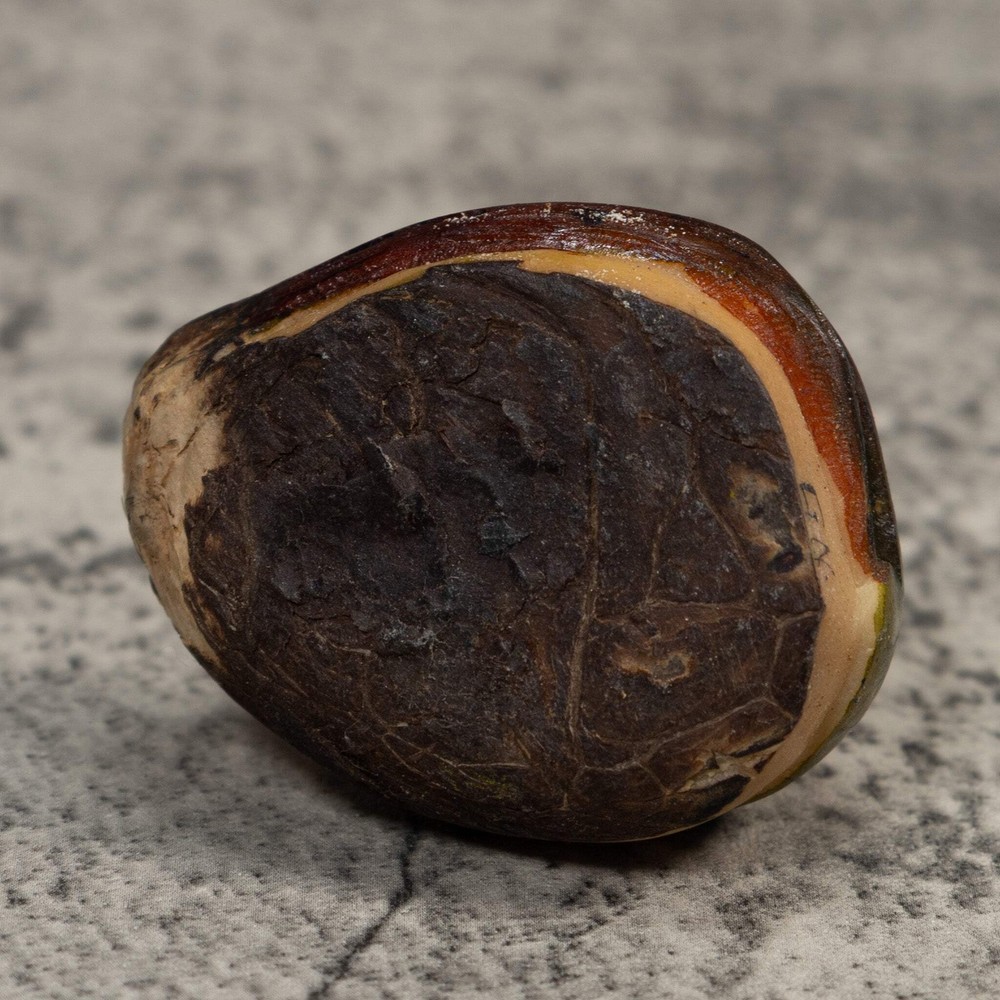 Rainforest Coatimundi Tagua Carving