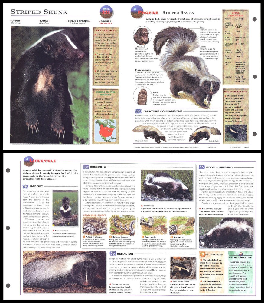 Fold-Out Sheet - Striped Skunk - 321