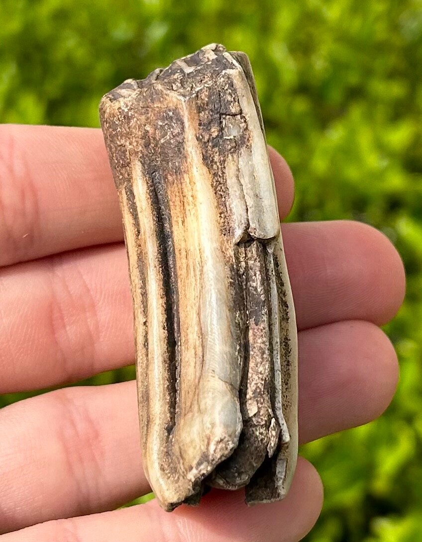 Texas Fossil Horse Tooth Equus Rare Location Pleistocene Ice Age Mammal