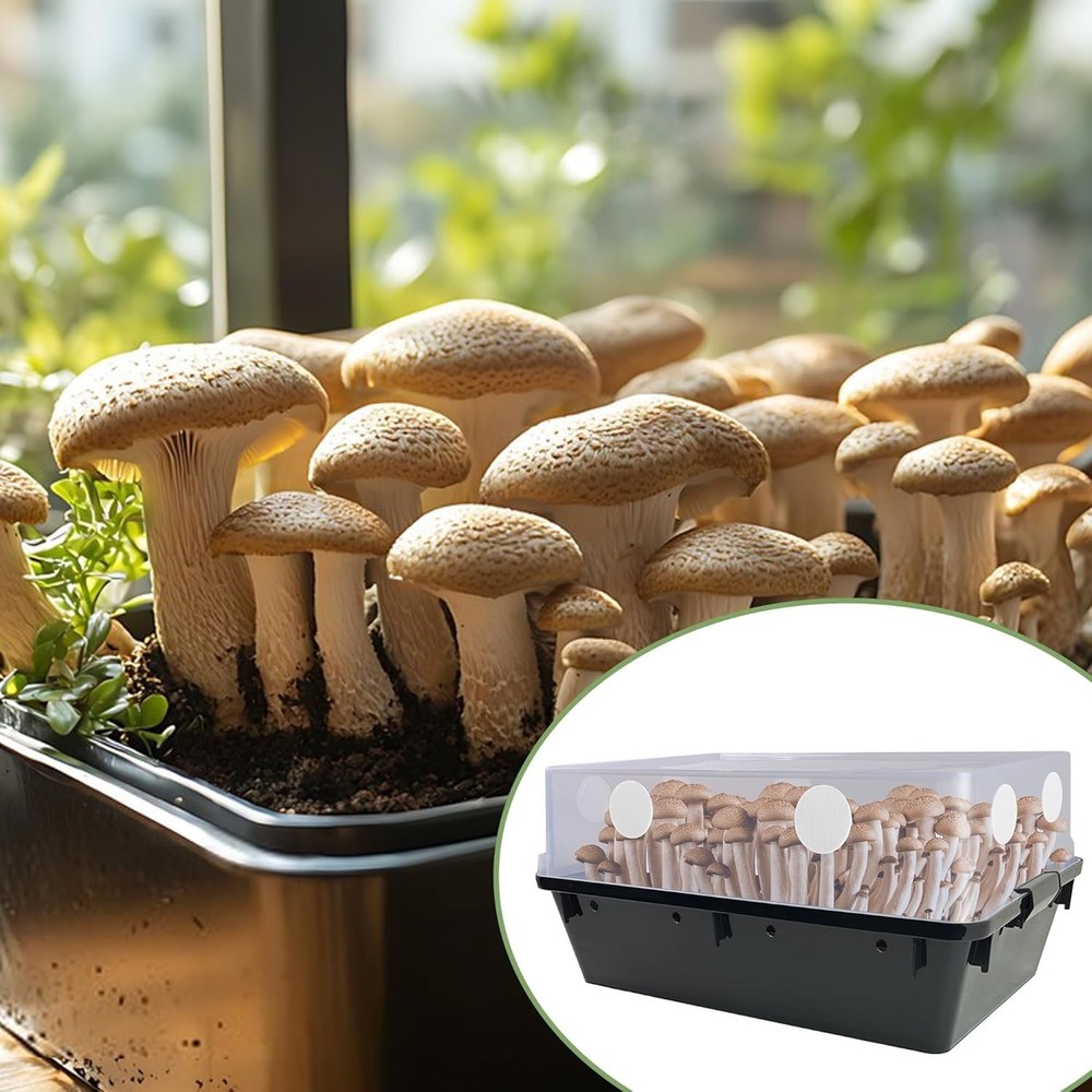 Efficient 2MM Thick Monotub Filter Discs - 24 Pack for Healthy Mushroom Growth