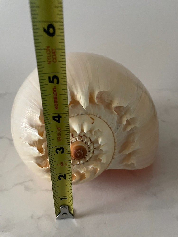 Crowned Baler Melon Shells Set of 2