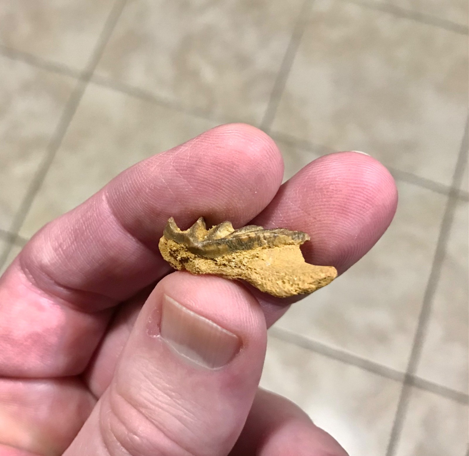 GRAND & AWESOMELY RARE LUNGFISH TOOTH PLATE W PARTIAL JAW ATTACHED FOSSIL