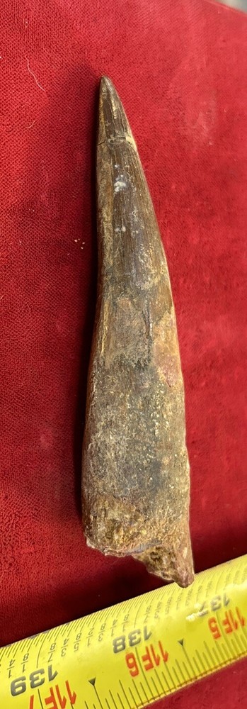 Authentic 4” Spinosaurus Tooth Fossil