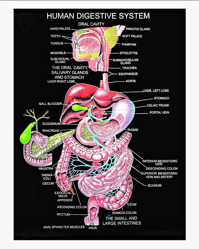 HUMAN DIGECTIVE SYSTEM CHART