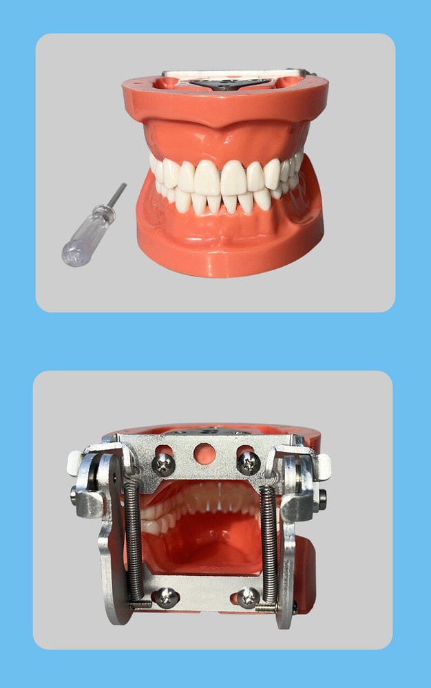 Dental 32PCS Teeth Model With Removable Teeth Training With a screwdriver
