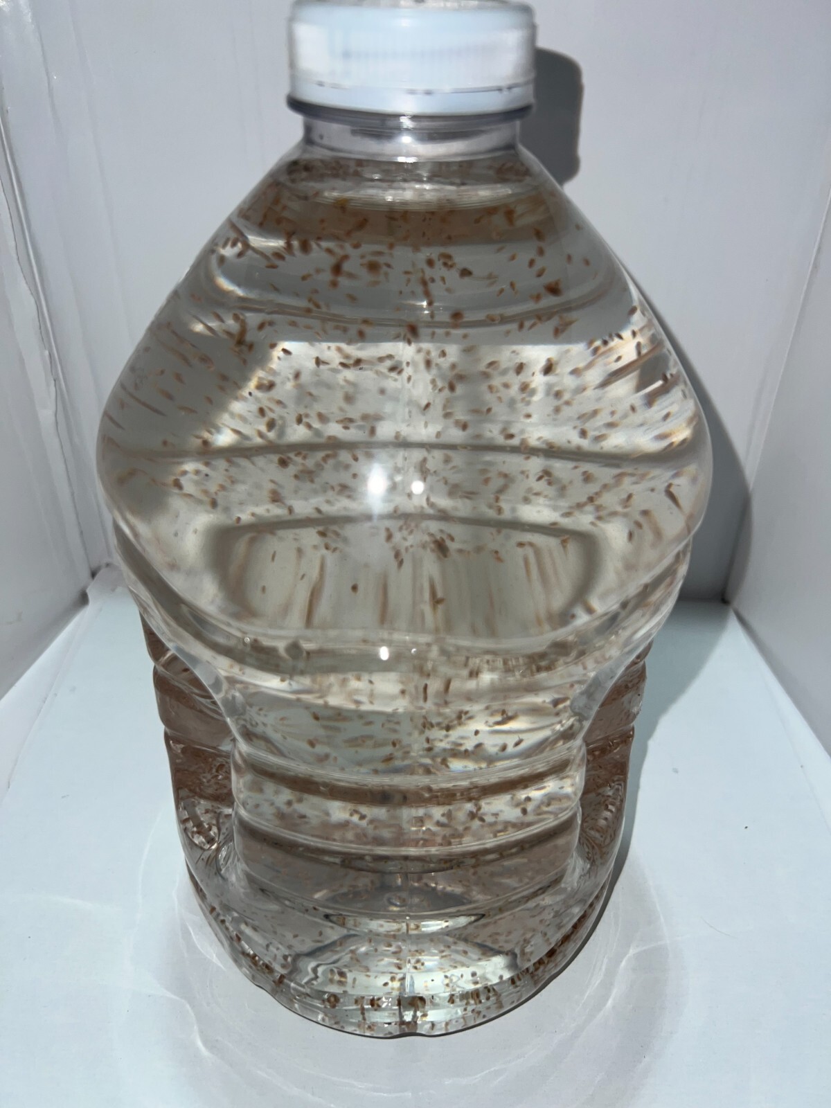 (Buy 2 Get 1 FREE) 500+ Live Daphnia Magna 500+ (FREE SHIPPING)