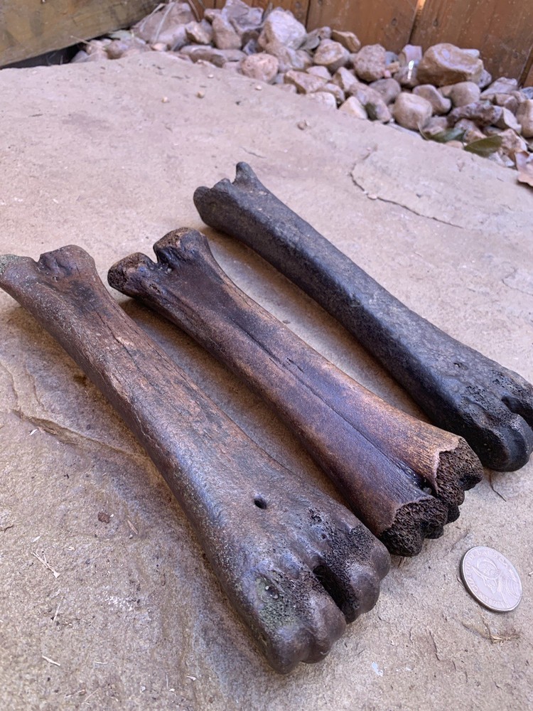 Fossilized, Bison, Bones