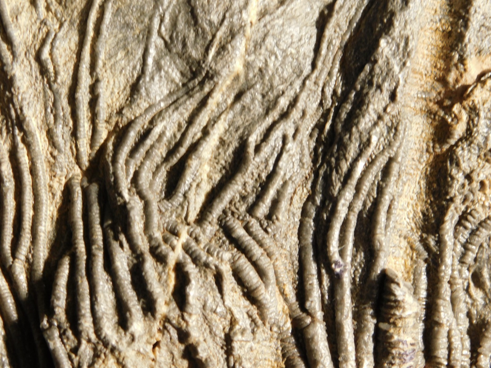 BIG! 430 Million Year Old! CRINOID Fossil or Sea LILY Fossil Morocco 1570gr