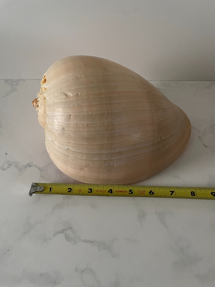 Crowned Baler Melon Shells Set of 2