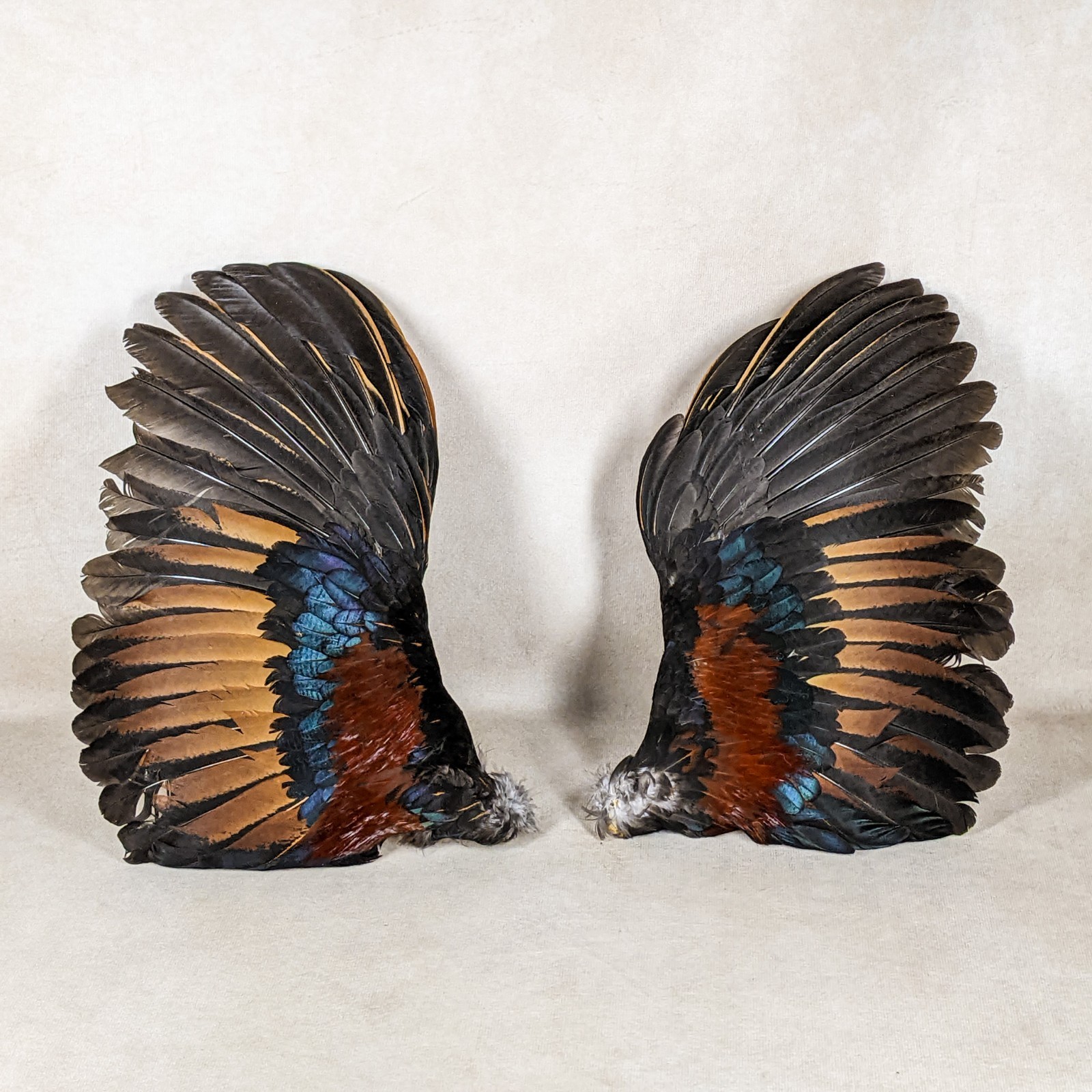 12" Chicken Rooster Bird Wings Taxidermy Oddity curiosities crafting gift decor