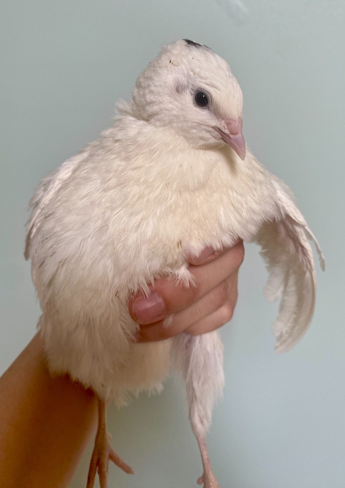 60- Celadon Quail Hatching Eggs - 100% True Blue Coturnix 🪺