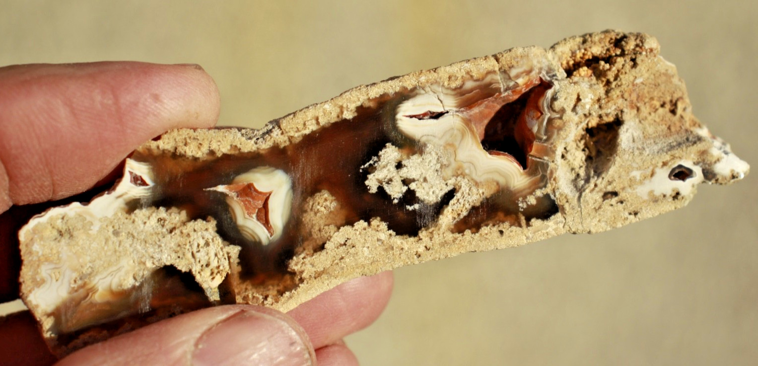 Polished Tampa Bay Fossil Coral Half • 4.0" Long/1.5 oz.