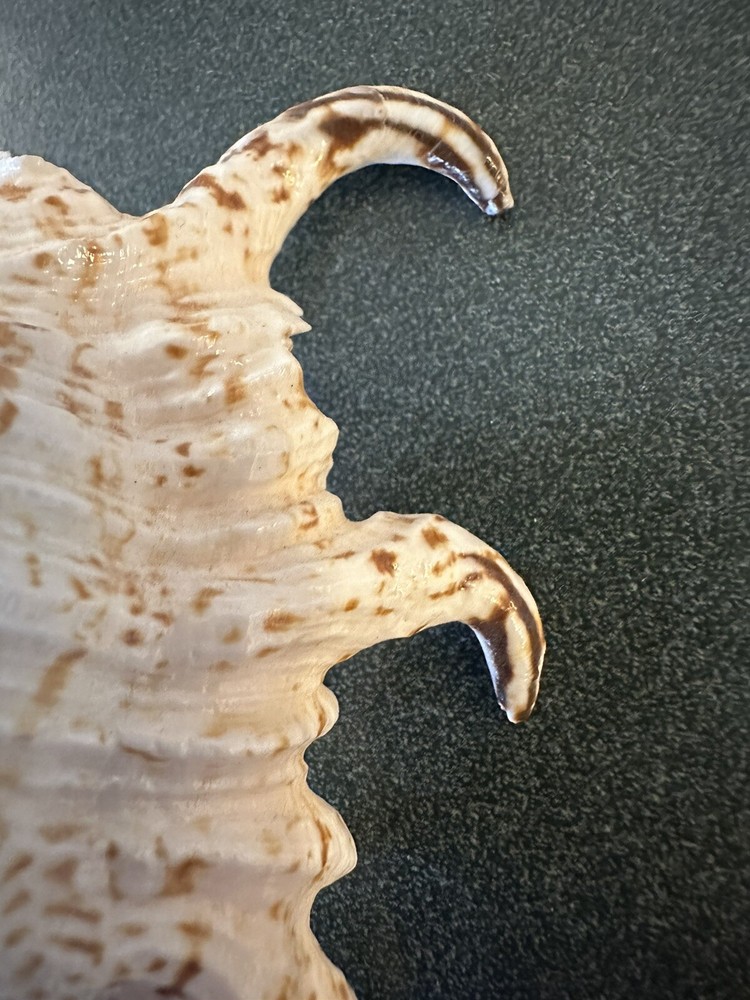 Vtg Seashell Night Light Plug in Beautiful Natural Shell Approx 5”