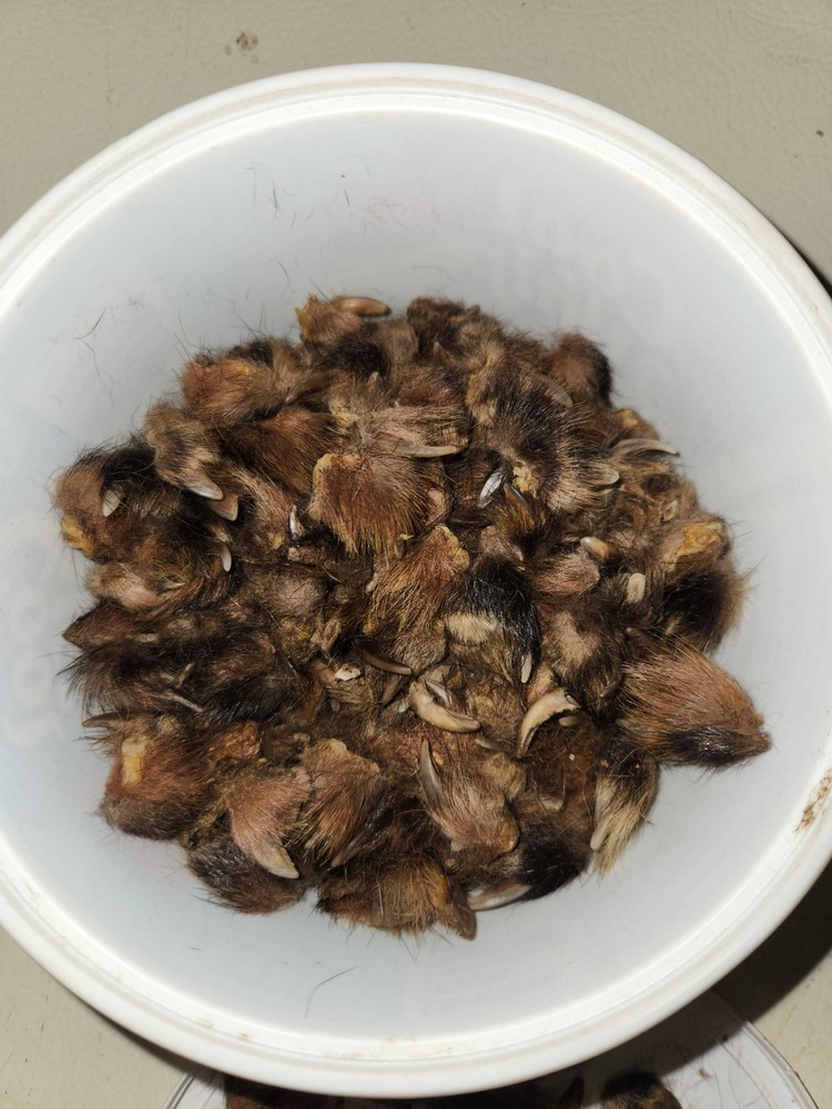 Red Fox Claws For Crafting Or Leatherworking