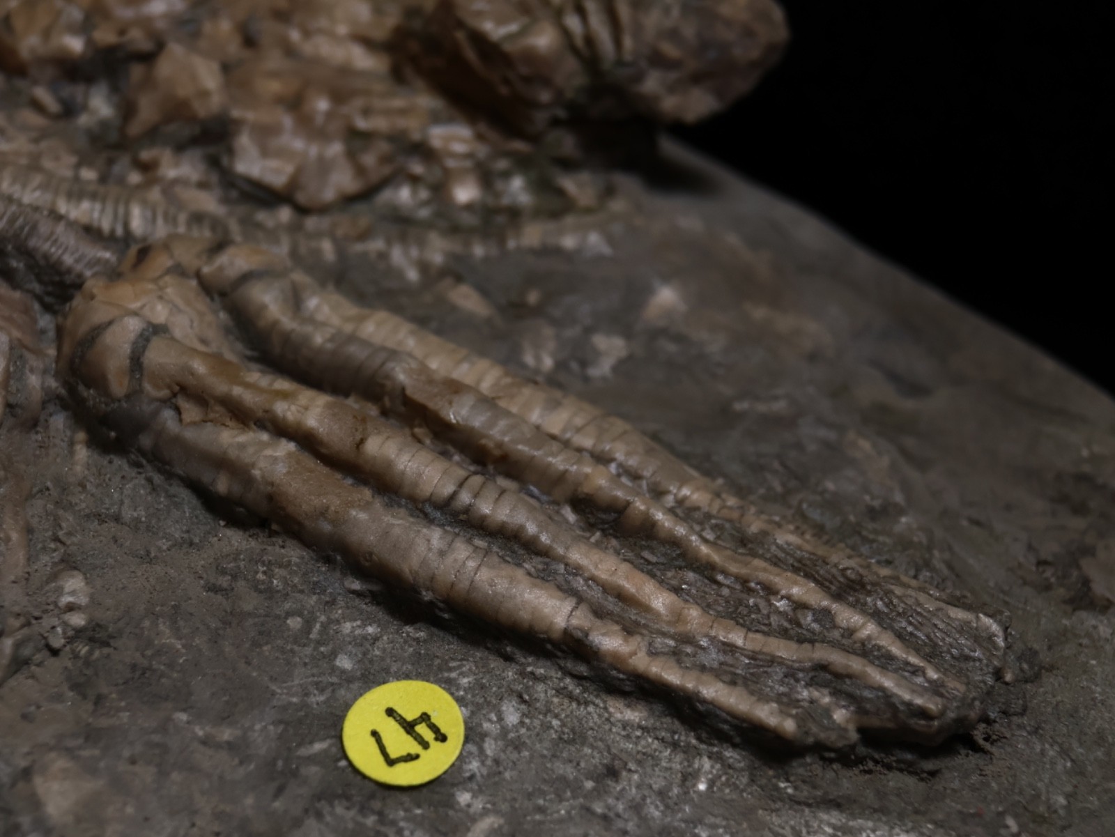 Threaded Fossil Crinoids, Crawfordsville, Indiana