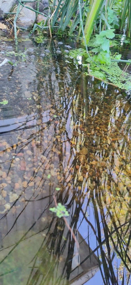 Pond Starter Kit: Live Bacteria, Duckweed, Bladder Snails & Azolla - 2oz Cup