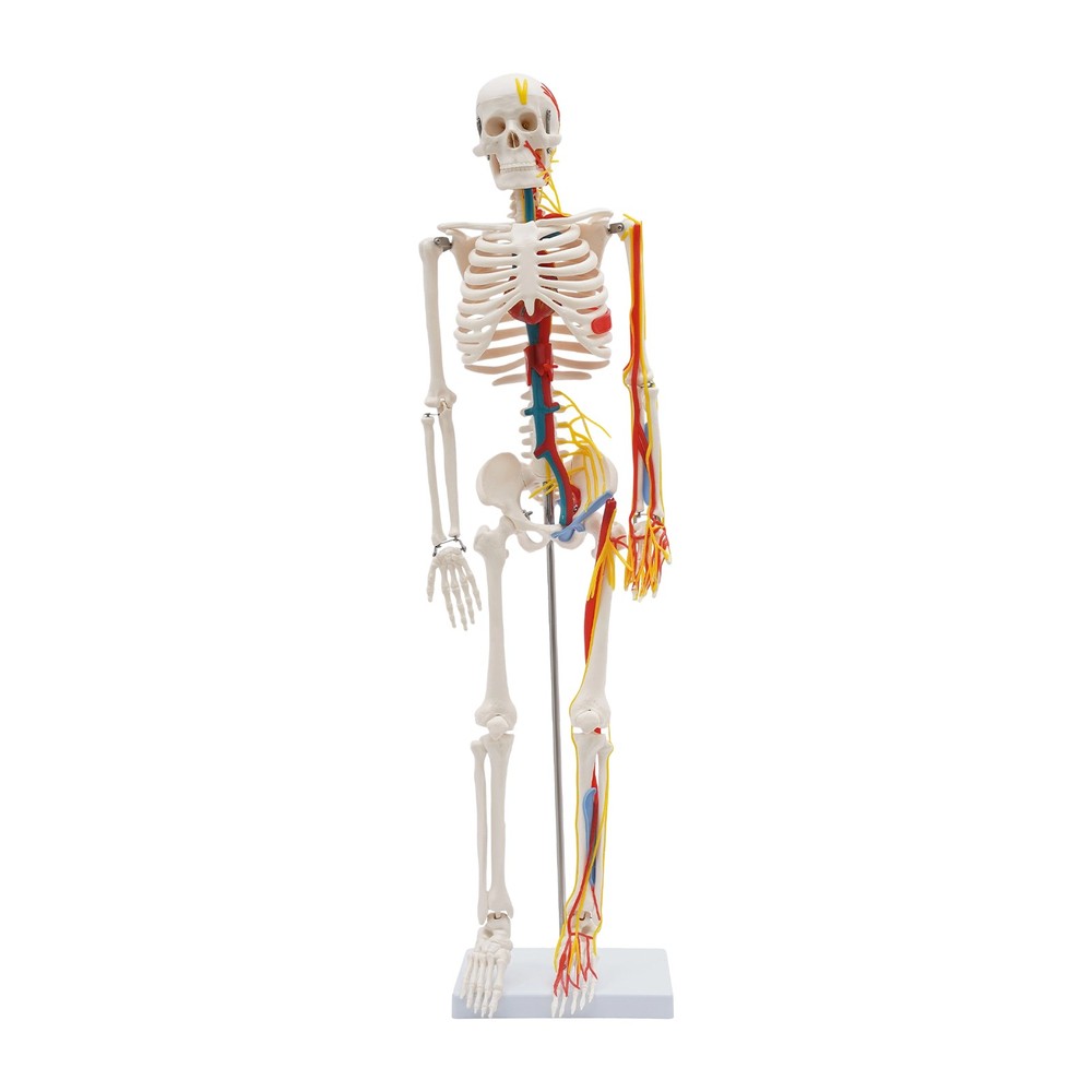 34 Inch Human Skeleton Model Skeleton Human Model Standing Style Skeleton Model