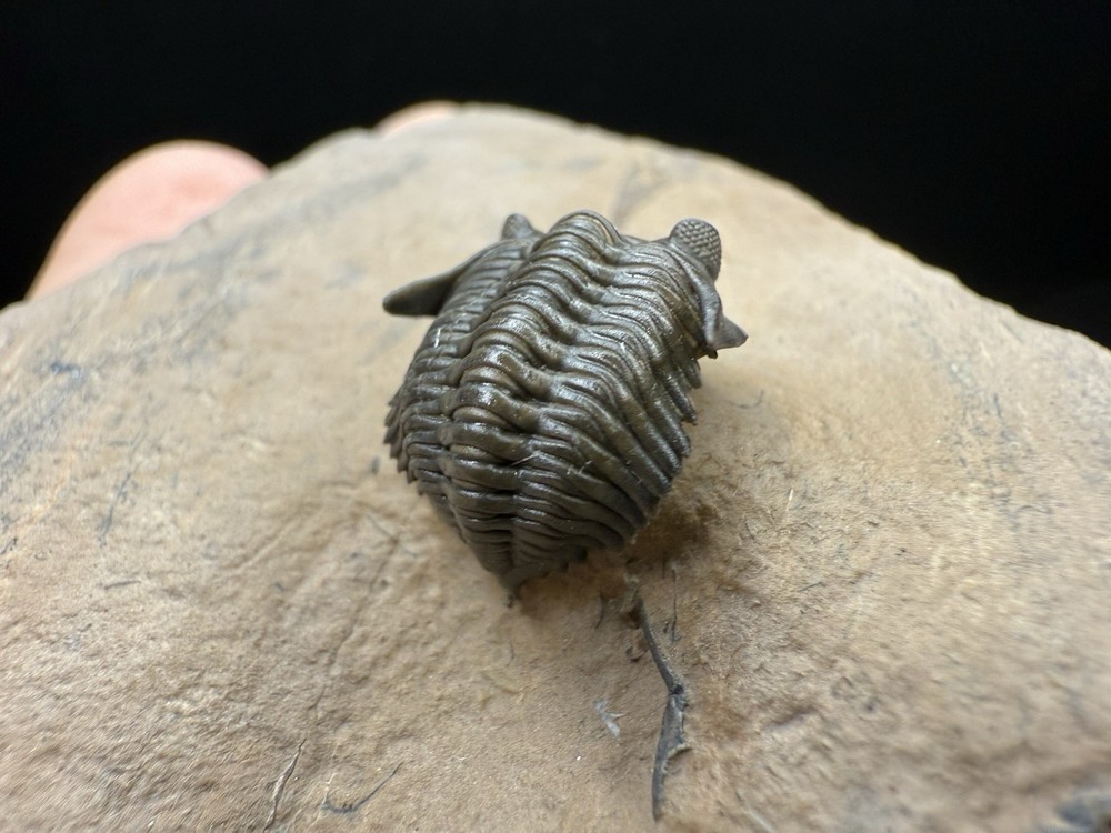 Pseudocryphaeus Trilobite - Top Preservation and Prepped