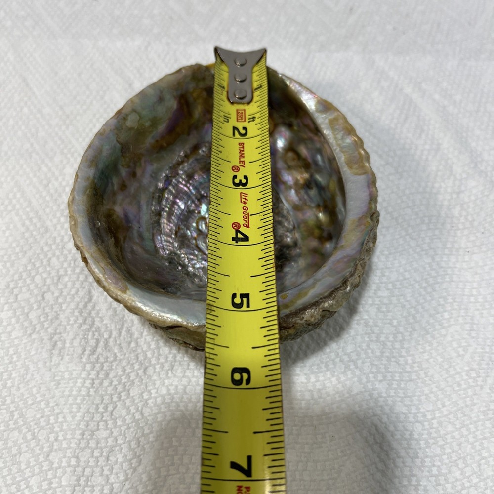 Sea Shell Trinket Keeper Clam Shell B5