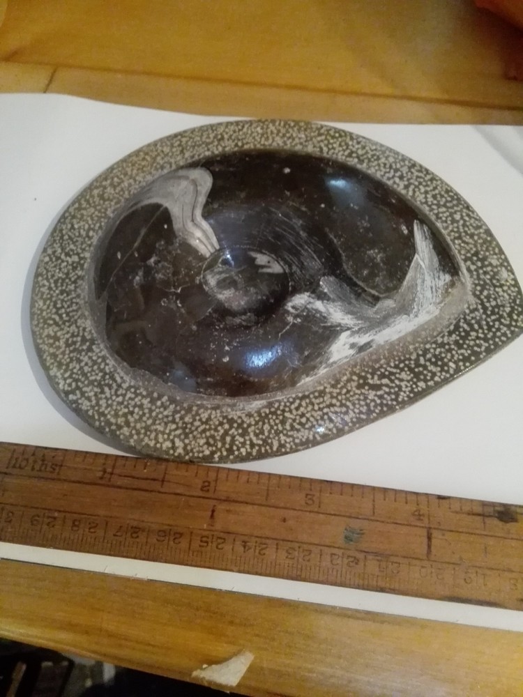 Orthoceras Fossil