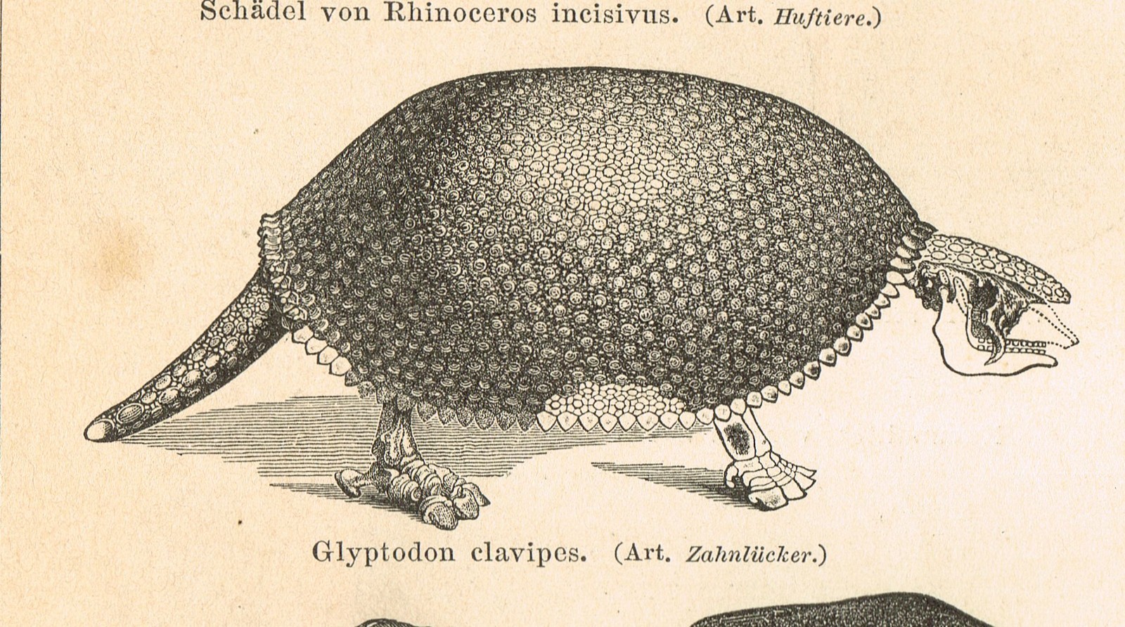 Paleontology Tertiary Geologic Period Paleogene FOSSILS Antique Print 1892