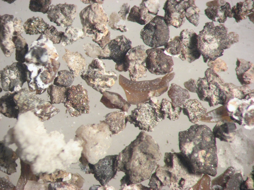 Devonian Conodont microfossil matrix sample LOWER Beechwood Limestone rich