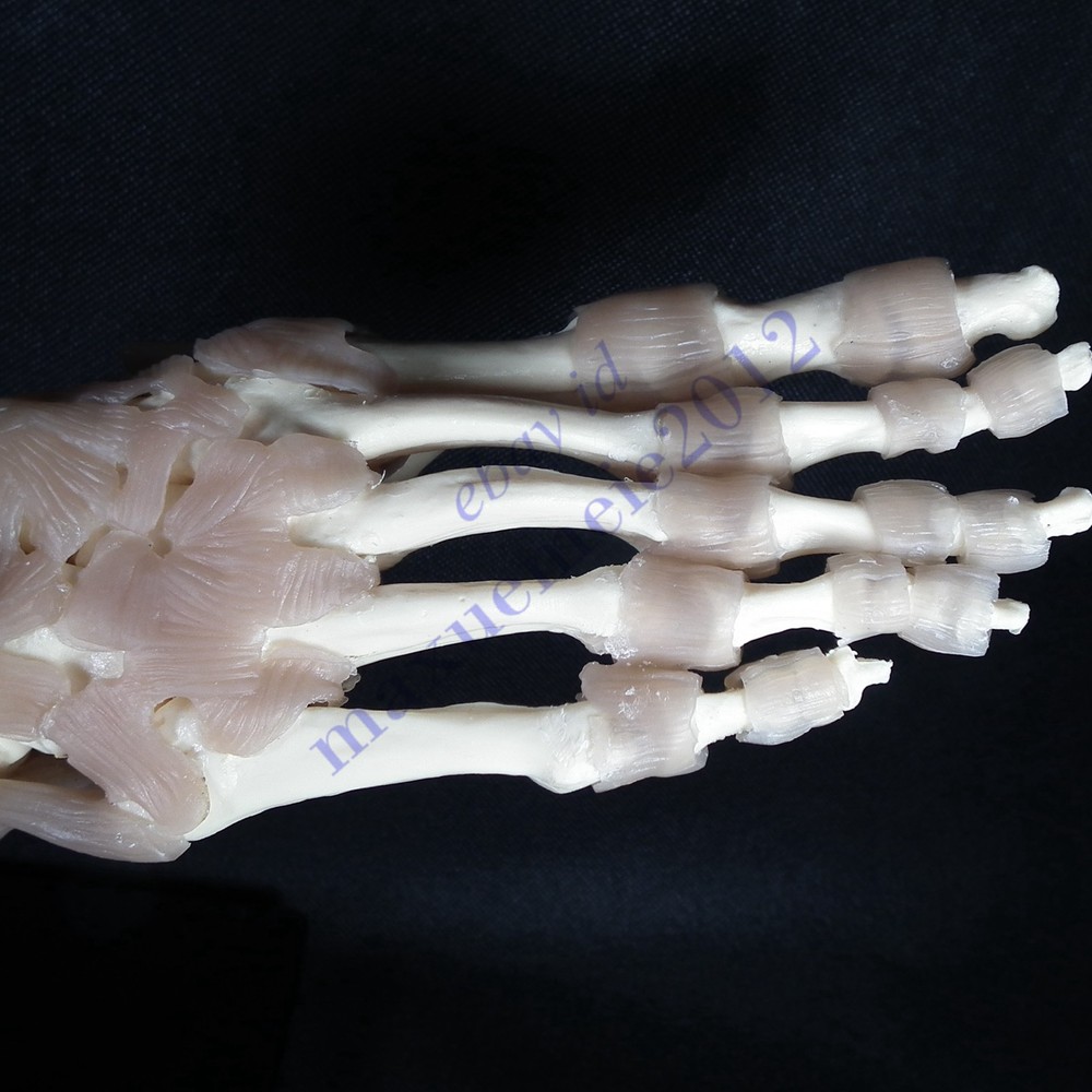 RS Foot & Ankle Joint ligament Model functionl display teaching educat anatomy