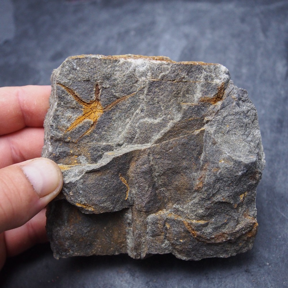Edrioasteroid Protaster sp. Echinoderms Ordovician Fossil Fossilien