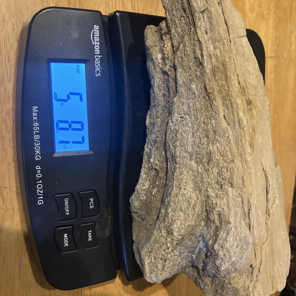 Conifer Petrified Wood (NM)