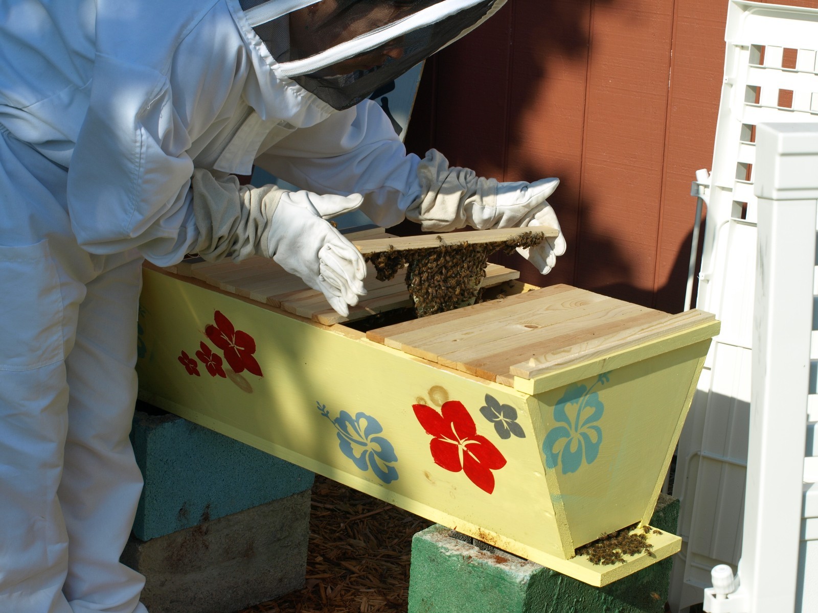 Bee Hive, Top Bar with 30 Top Bars and Roof Backyard Bee Keeping Hive