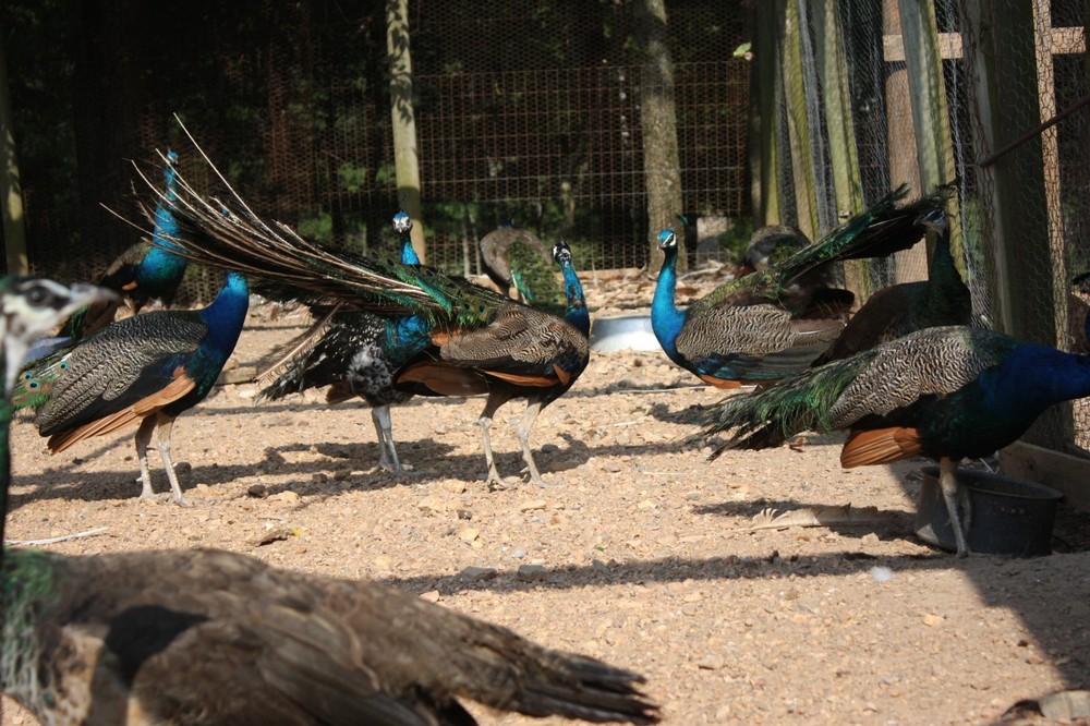 4 Peacock Hatching Eggs