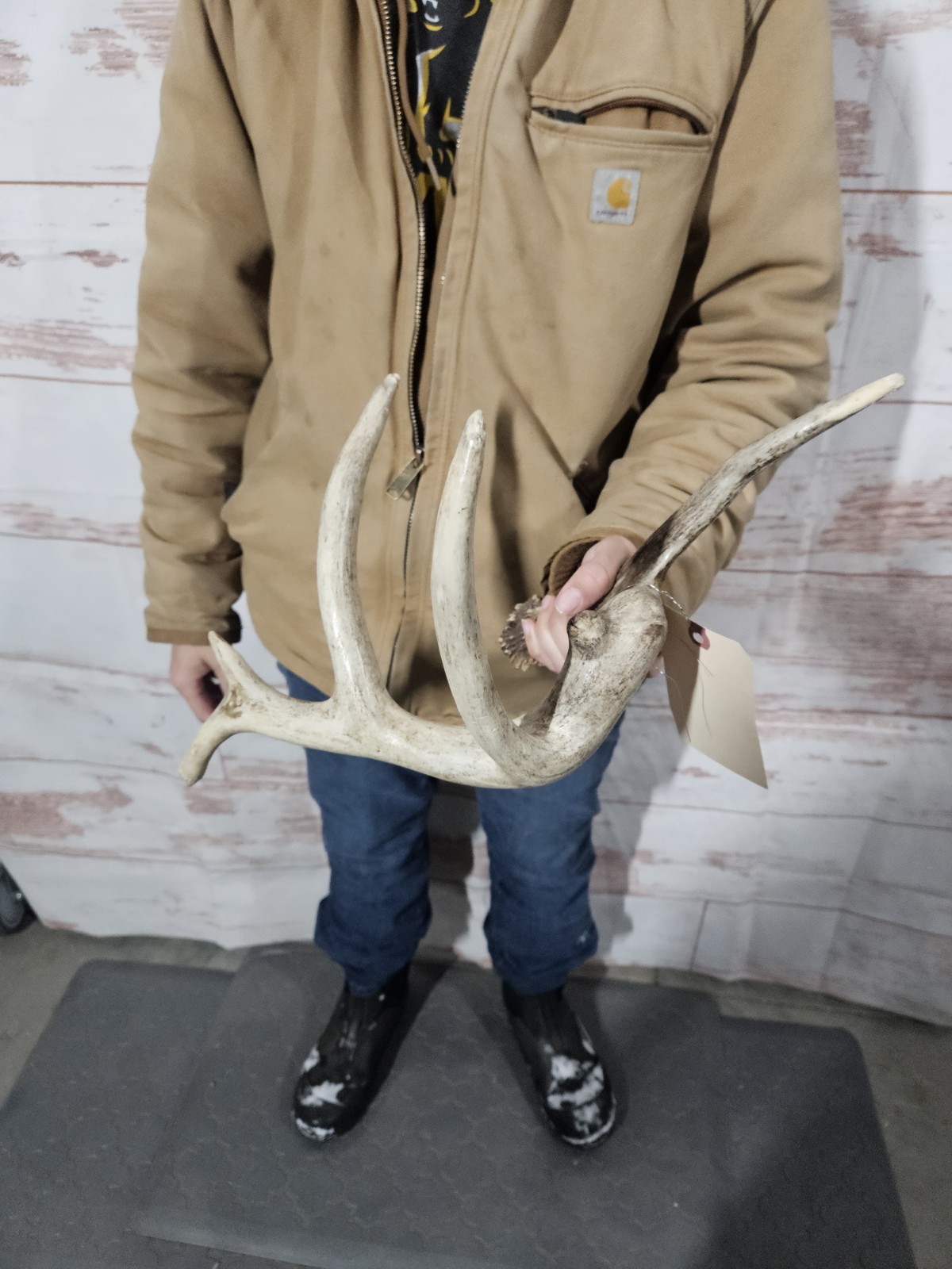 Freak Whitetail Deer Antler Shed Horn Rack Decor 5 Point Man Cave Decor 56"