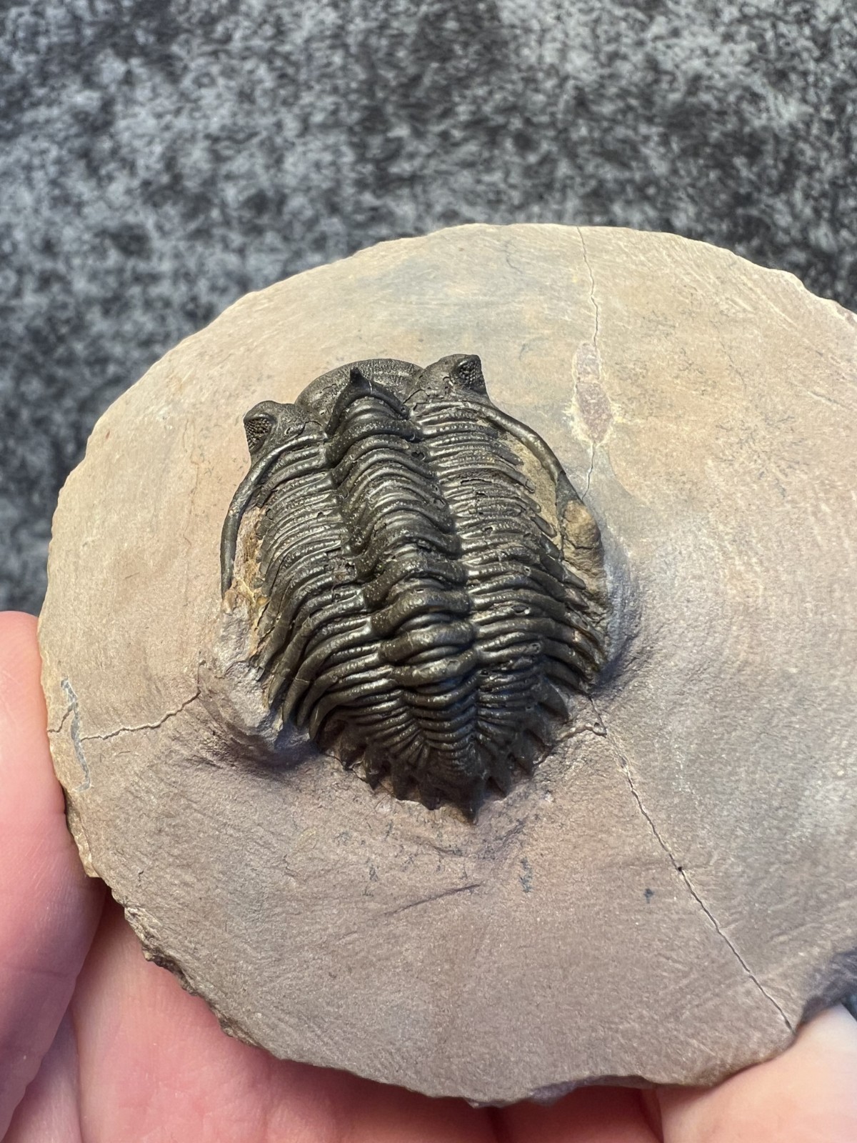 Metacanthina issoumourensis Trilobite Fossil – Collector Specimen