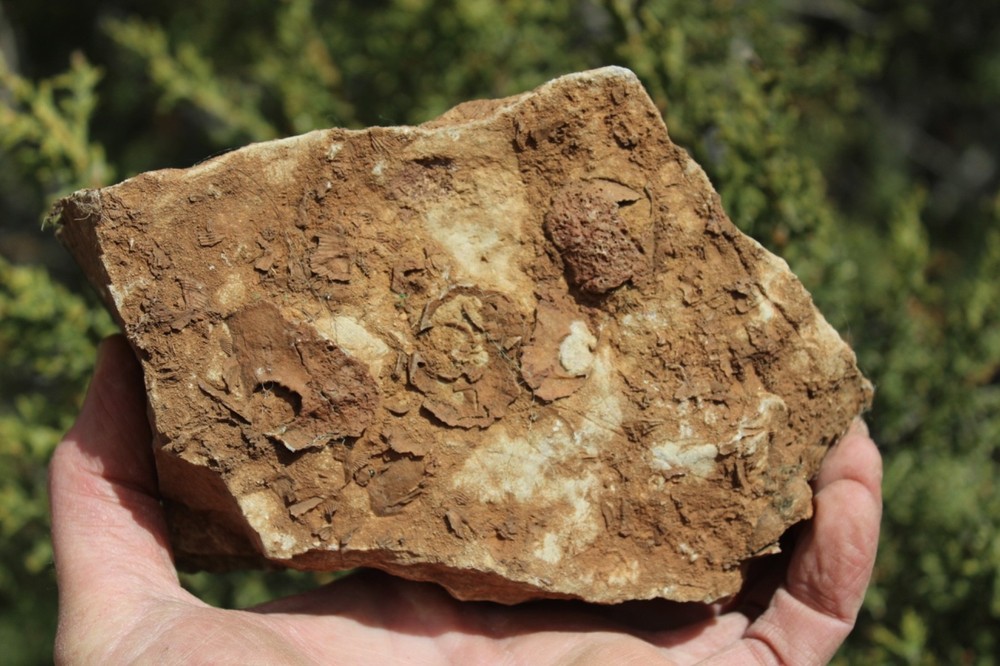 RARE Locality - Superb Display Specimen - Brachiopod/Shell Fossil - DEVONIAN
