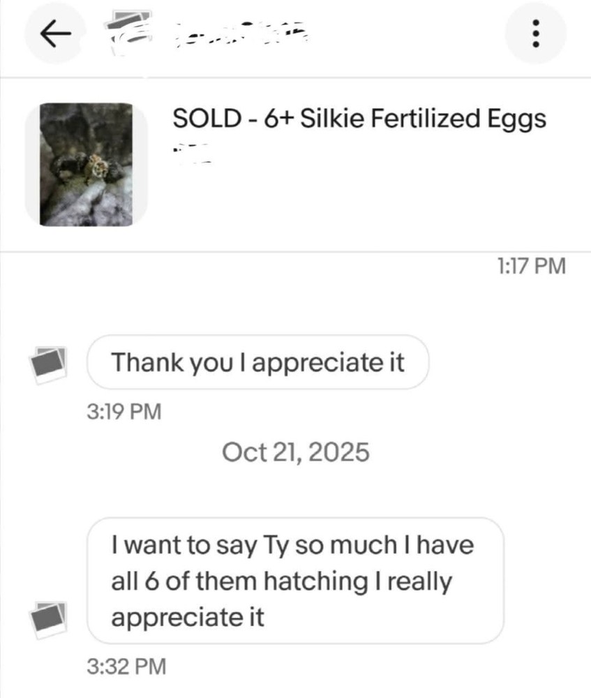 6+ Silkie Fertilized Eggs
