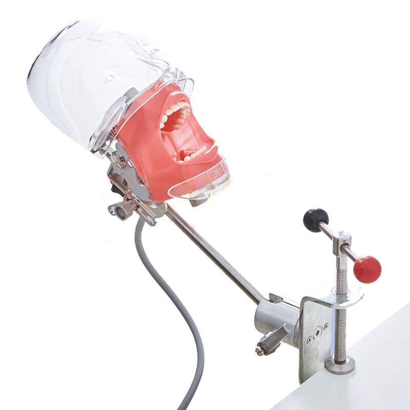 Dental Simulator Manikin Phantom with Bench Mount Dental Tooth Teaching Models