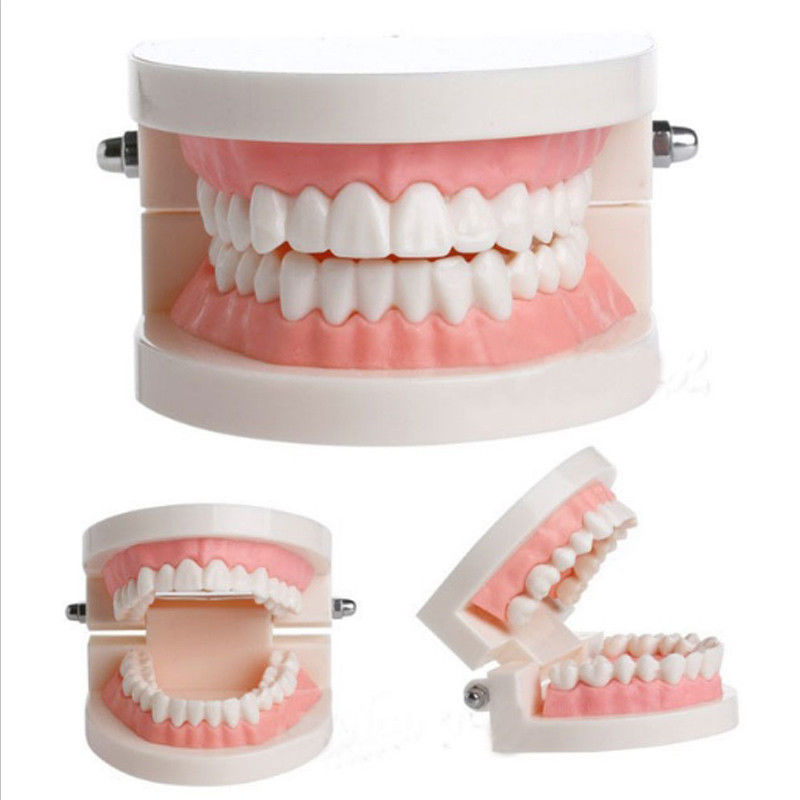 New Dental Teaching Study Adult Standard Typodont Demonstration Teeth Model