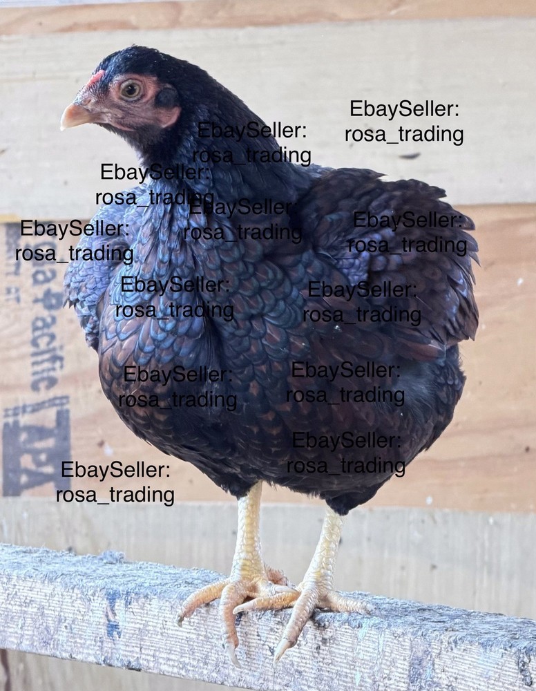 Dark Cornish Bantam Hatching Eggs 10 Pcs