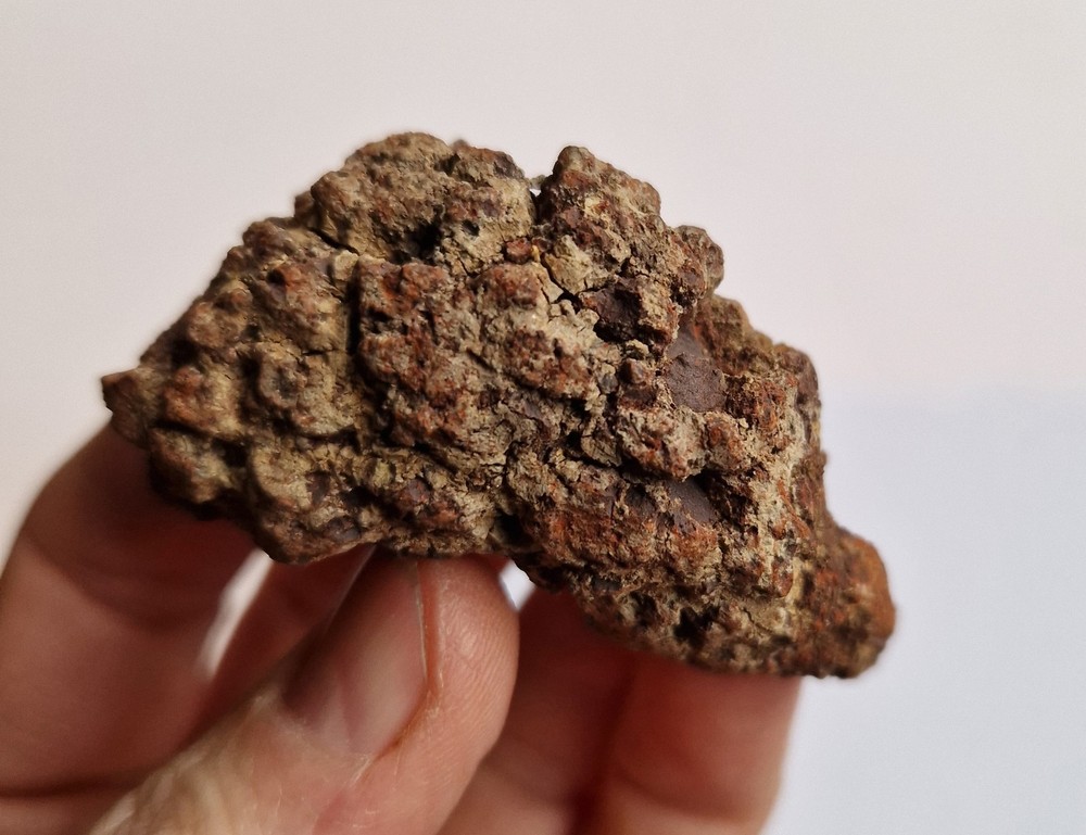 Turtle Coprolite - Madagascar - Fossilised Poo - Eocene