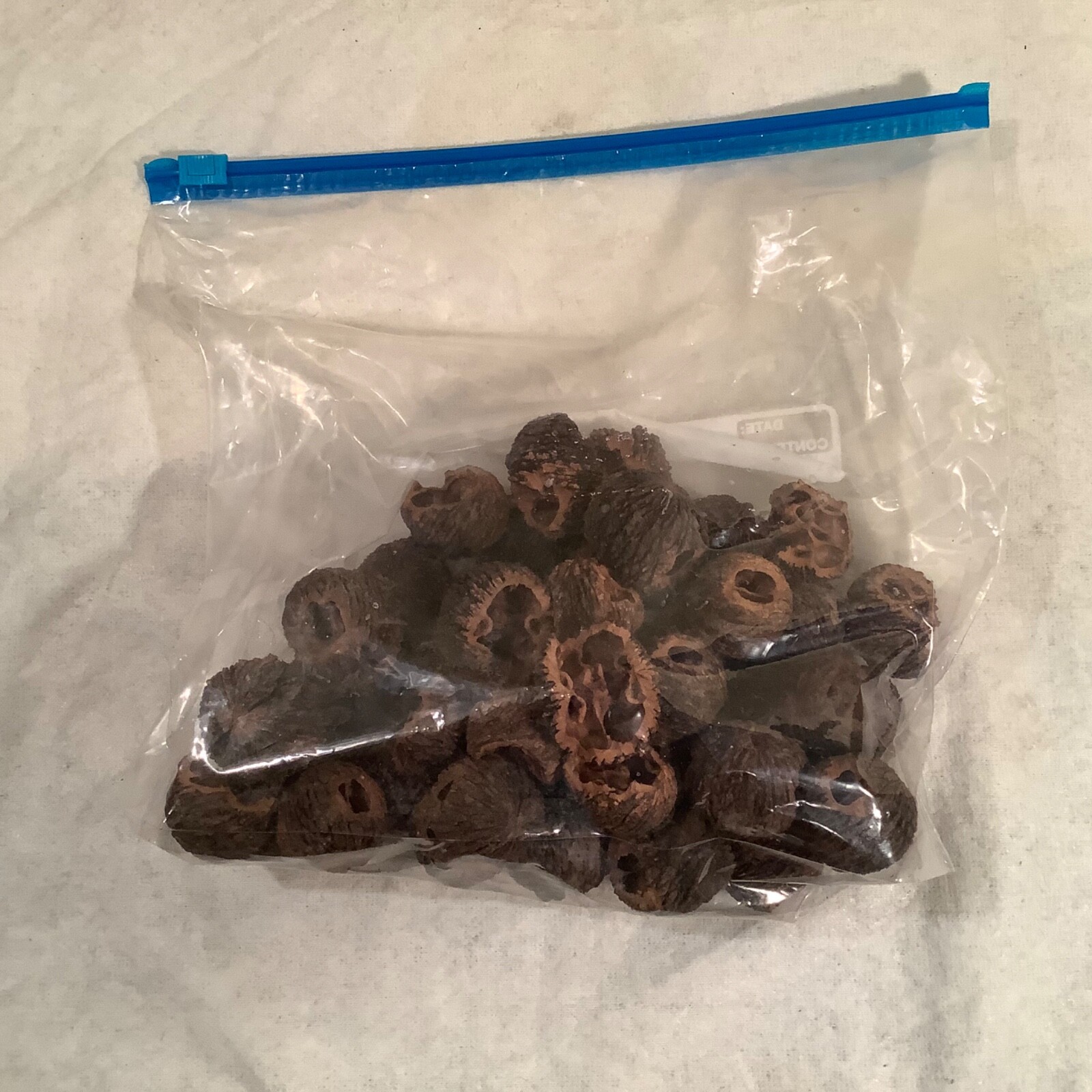 Indiana Black Walnut Shells Outdoor Smoker Grilling Tumbler Shells All Natural