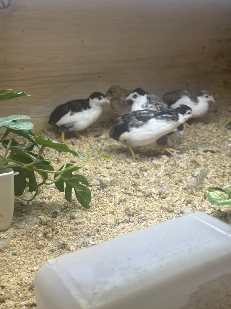 40+ Button Quail Hatching Eggs Multiple Colors