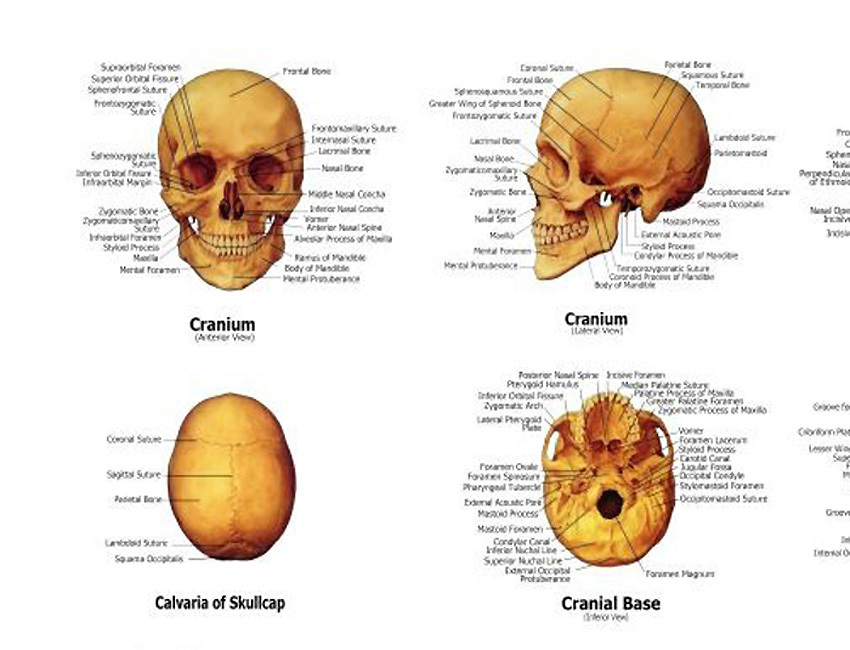 Human Skeleton Skull Anatomical System Chart - Models Anatomical, LARGE SIZE