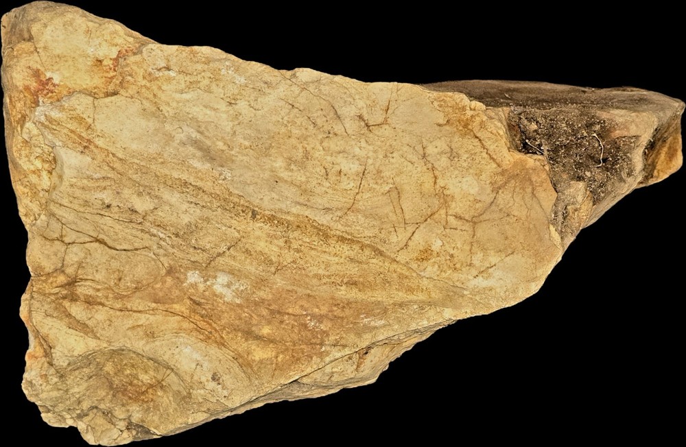 Medium-sized Petrified Wood (Split Log Style)! Great for Display on a Bookshelf!