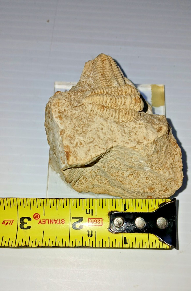 2 Trilobite Fossil
