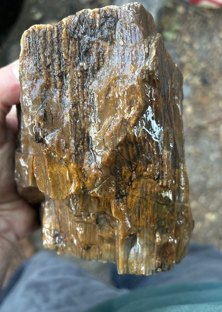 Silver Creek Junction petrified wood