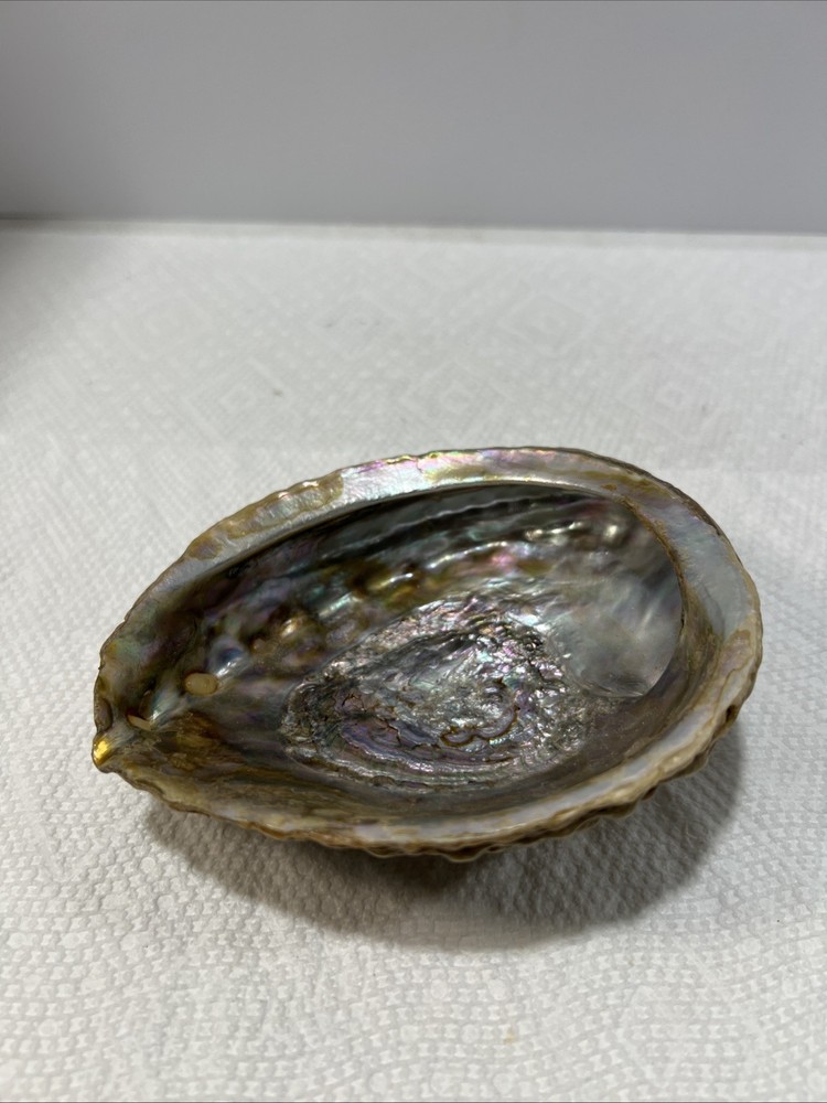 Sea Shell Trinket Keeper Clam Shell B5