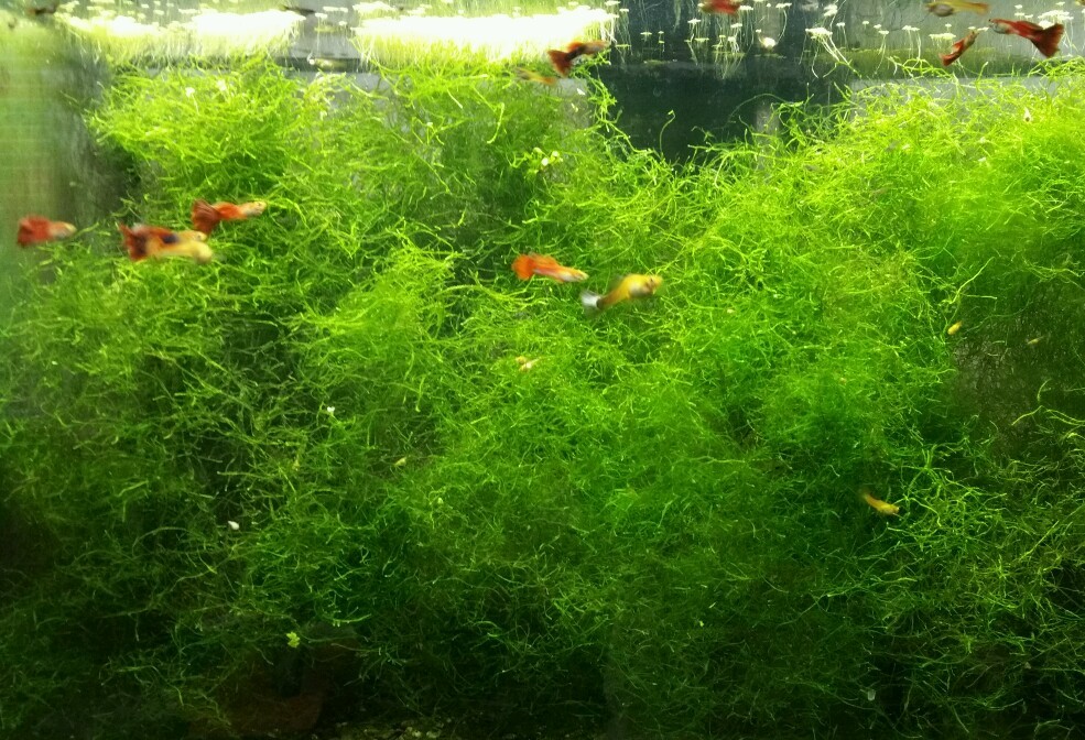 Java Moss / Taxiphyllum barbieri. Easy Low Light Aquarium Plant