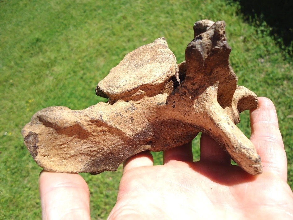 QUALITY SLOTH VERTEBRA BACK BONE FLORIDA FOSSILS ICE AGE EXTINCT CLAW CORE BONES