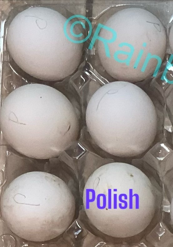 6+ Polish Chicken Hatching Fertile Eggs Assorted Buff Candy Corn Crest NPIP